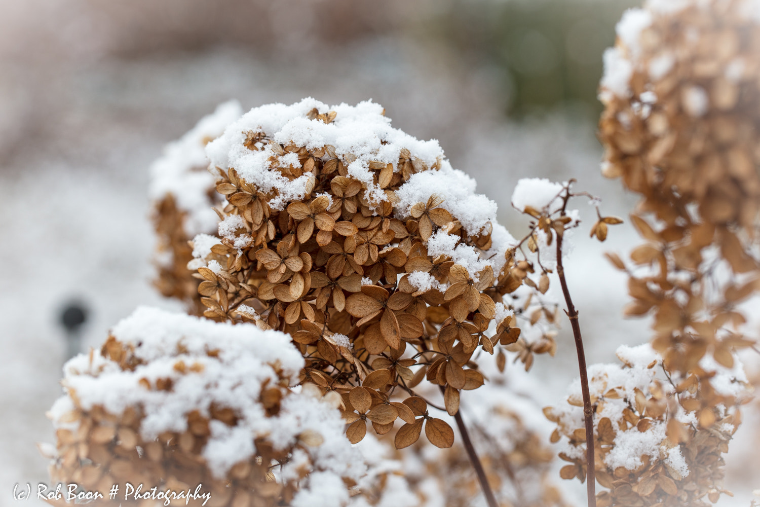Canon EOS 5DS + Canon EF 100mm F2.8L Macro IS USM sample photo. A touch of winter 2 photography