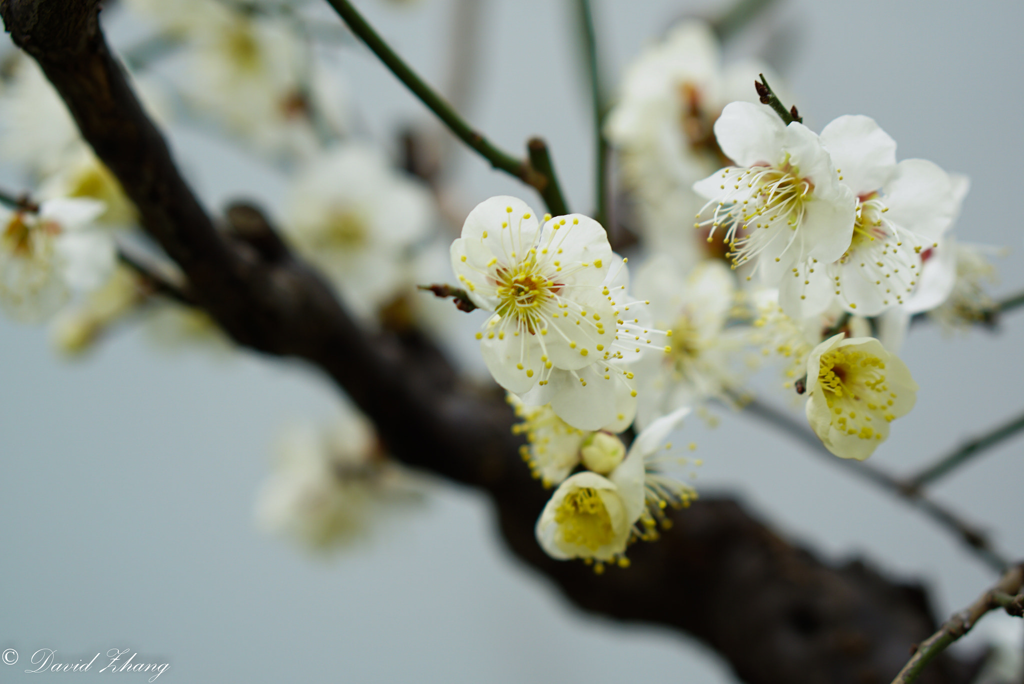 E 50mm F1.8 OSS sample photo. Plum photography