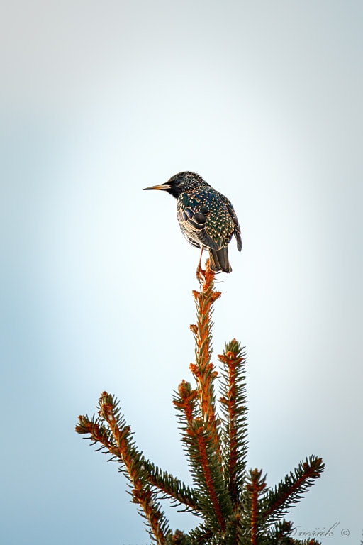 Canon EF 300mm F2.8L IS USM sample photo. The first messenger of spring photography