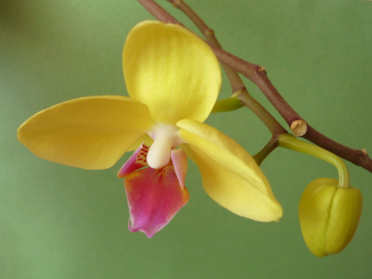 Panasonic Lumix DMC-LS80 sample photo. My orchid photography