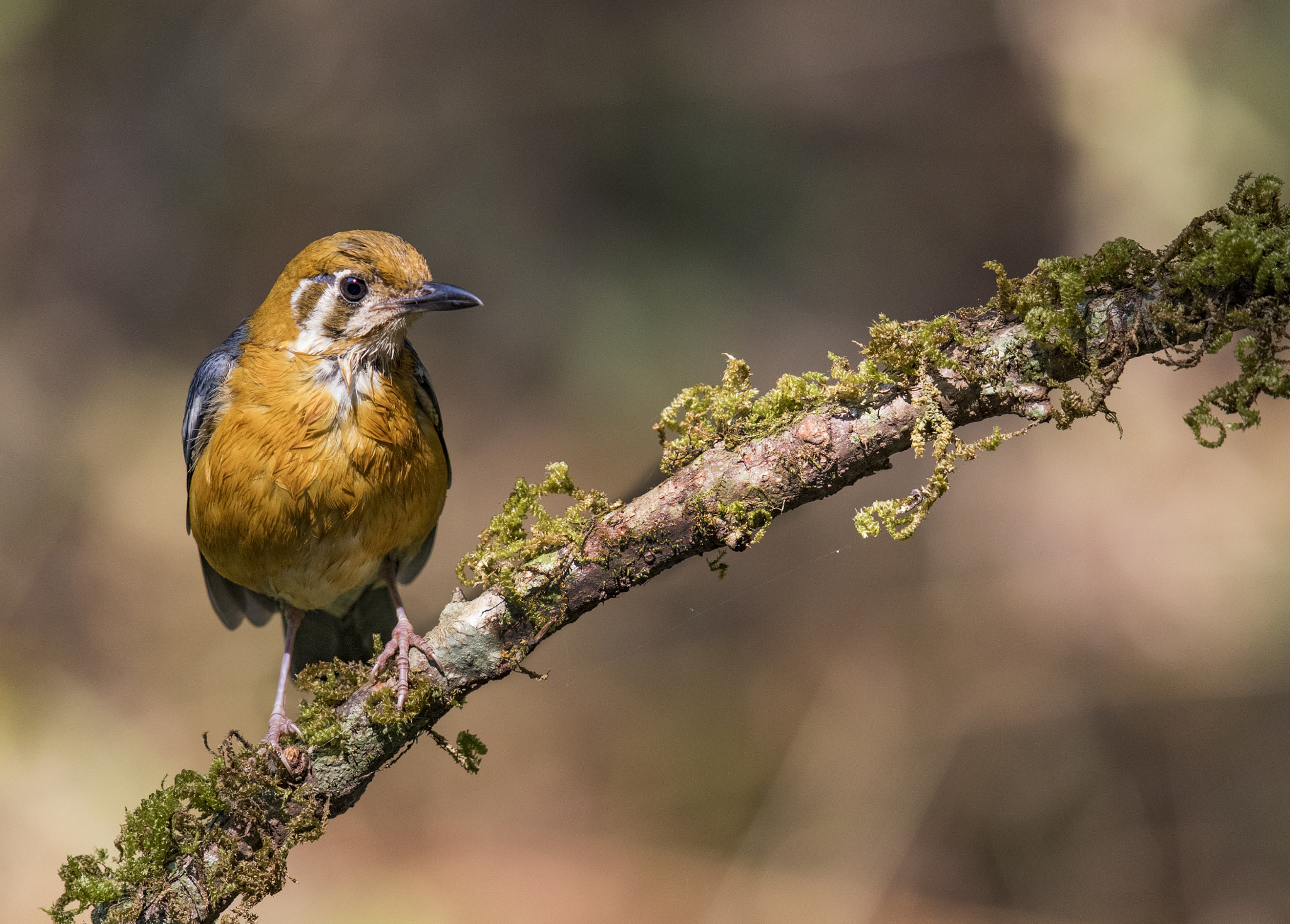 Canon EOS 7D Mark II + Canon EF 600mm F4L IS II USM sample photo. Orange headed thrush photography