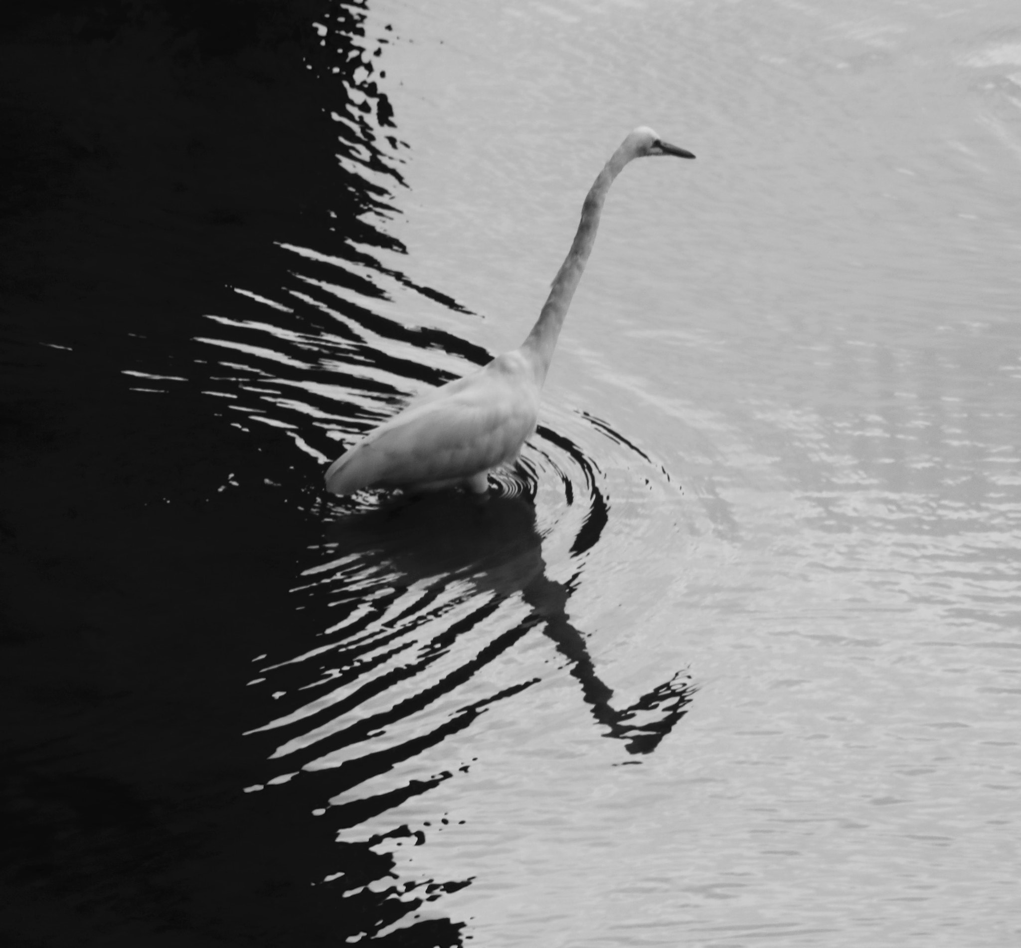 Canon 18-250mm sample photo. B/w photography