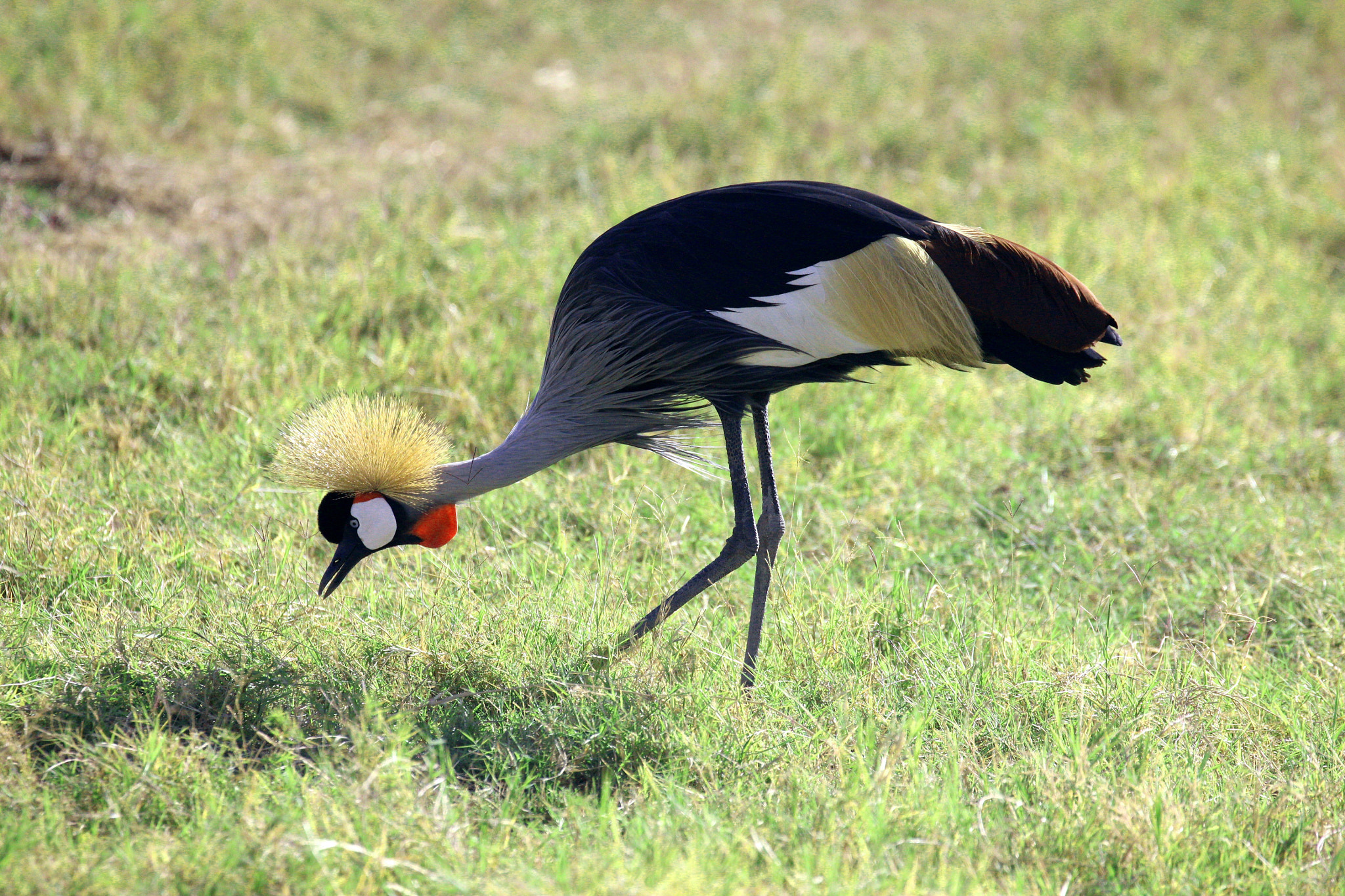 Canon EOS 600D (Rebel EOS T3i / EOS Kiss X5) + Canon EF 100-400mm F4.5-5.6L IS II USM sample photo. Grey crowned crane photography