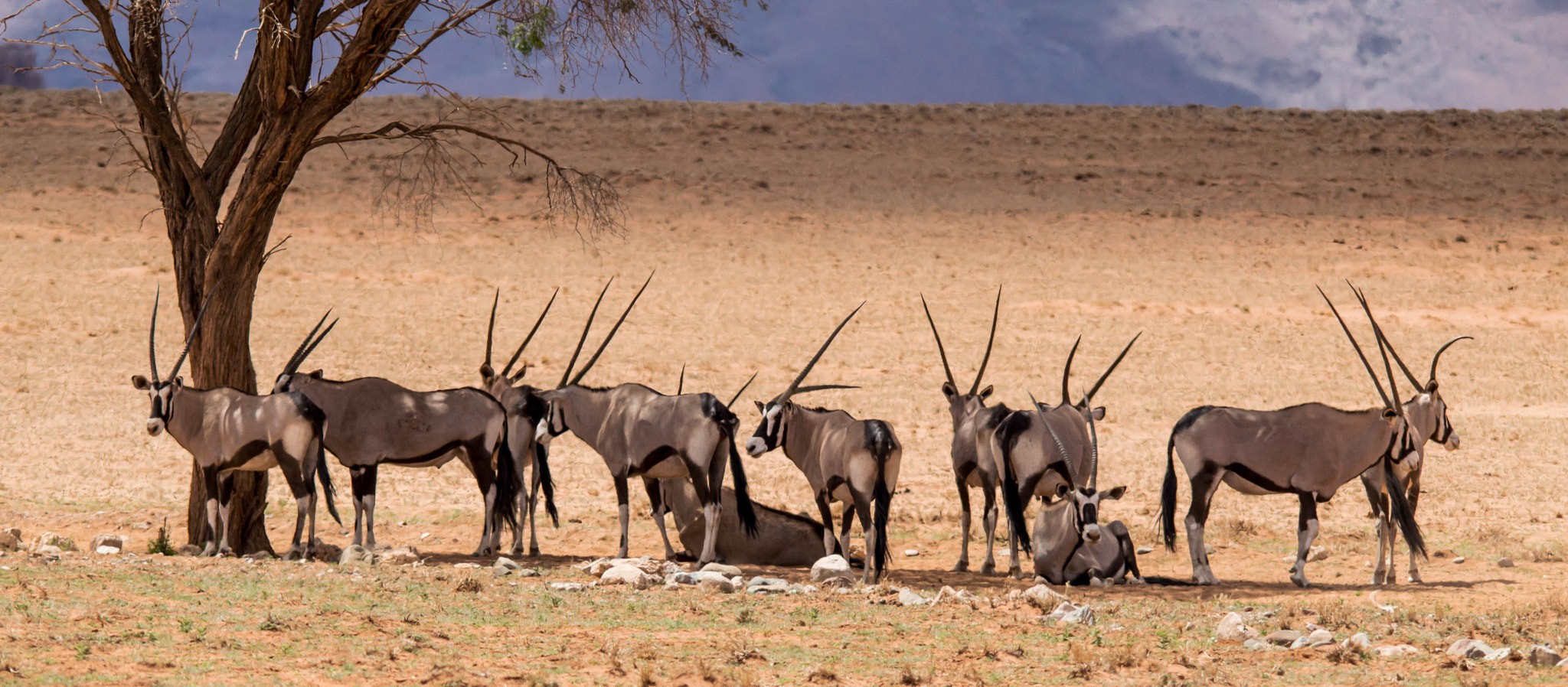 Sigma 150-500mm F5-6.3 DG OS HSM sample photo. Gemsbuck photography