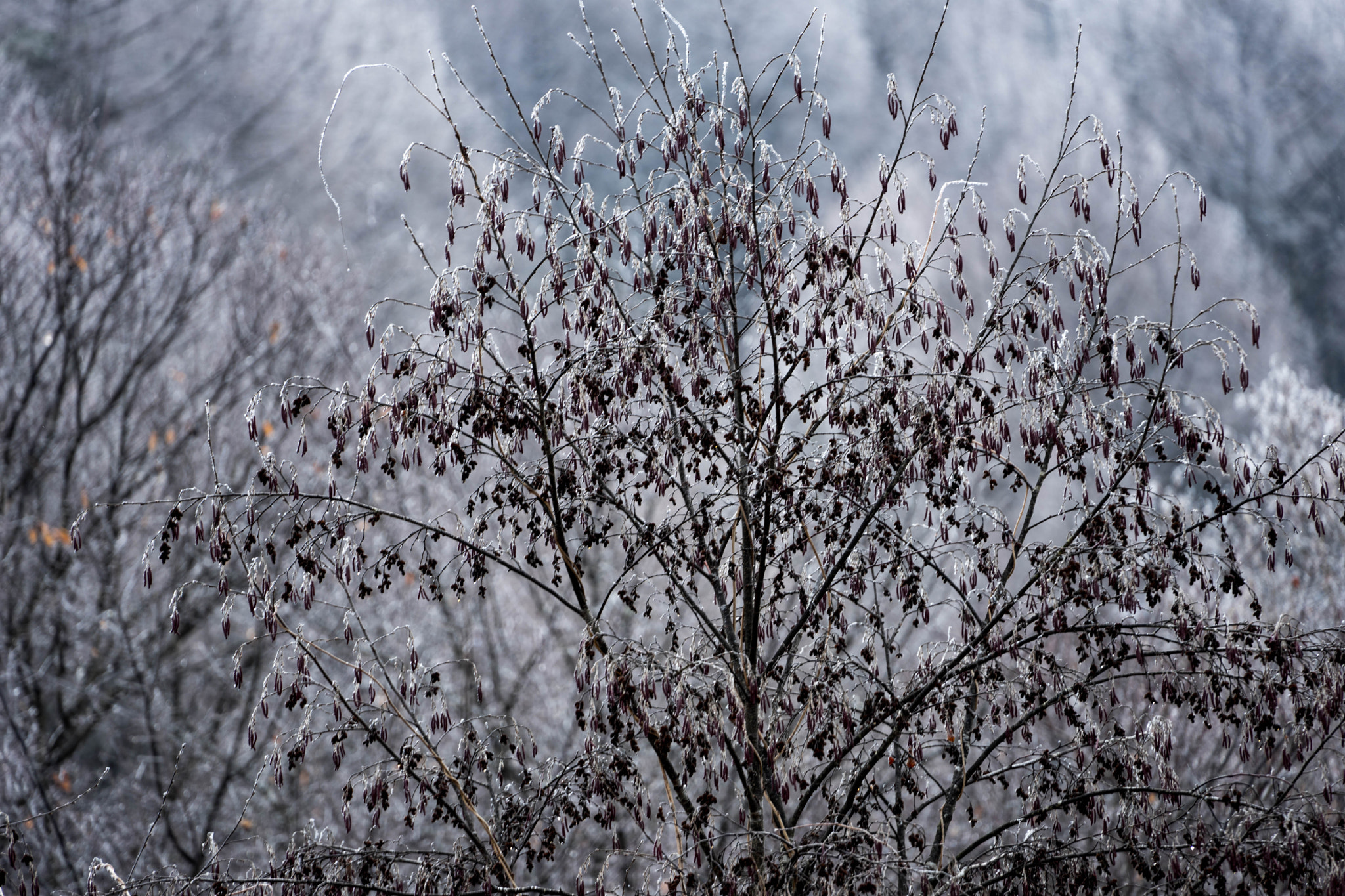 Sony FE 70-300mm F4.5-5.6 G OSS sample photo. 霧氷 photography