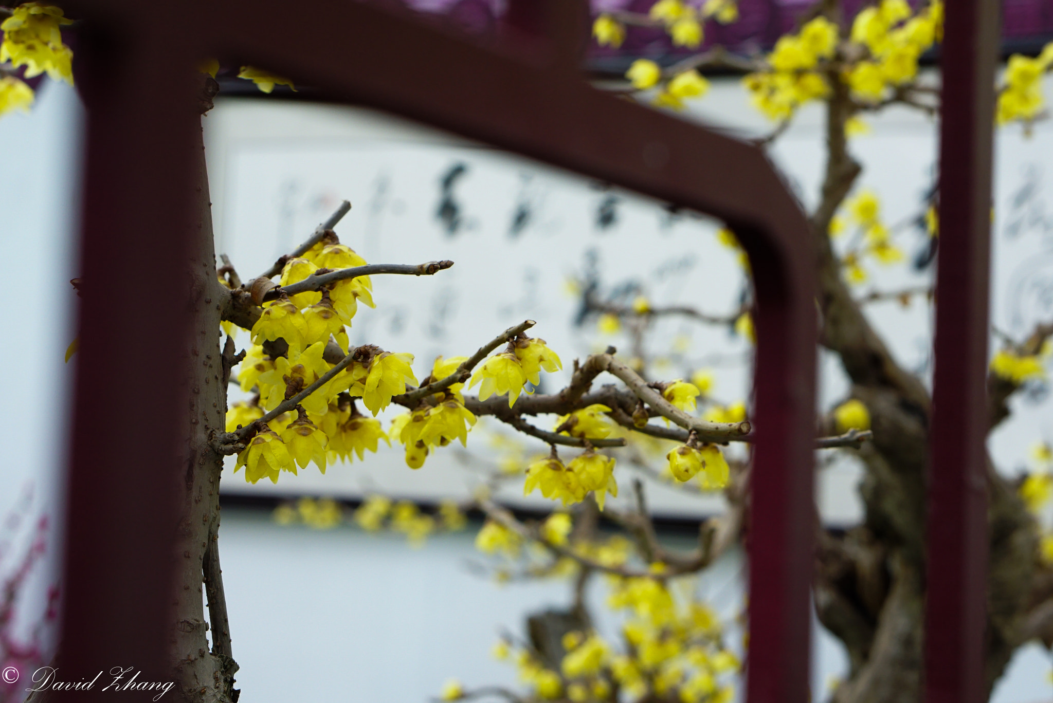 E 50mm F1.8 OSS sample photo. Plum behind window photography