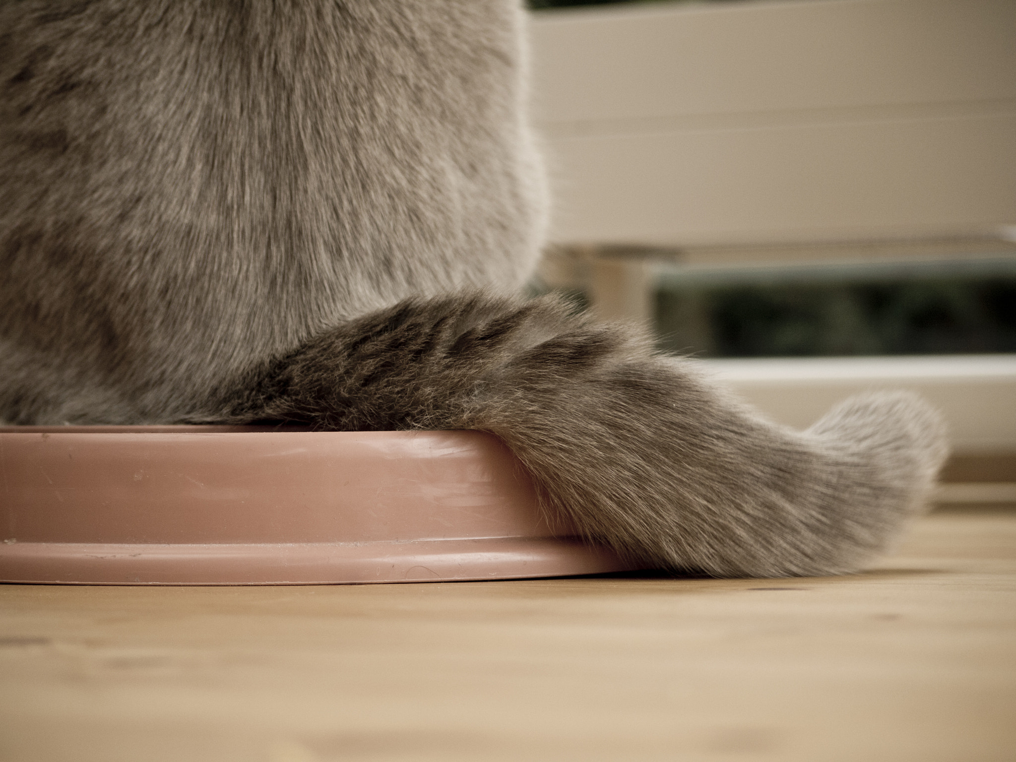 Panasonic Lumix G Vario 45-200mm F4-5.6 OIS sample photo. Fur photography