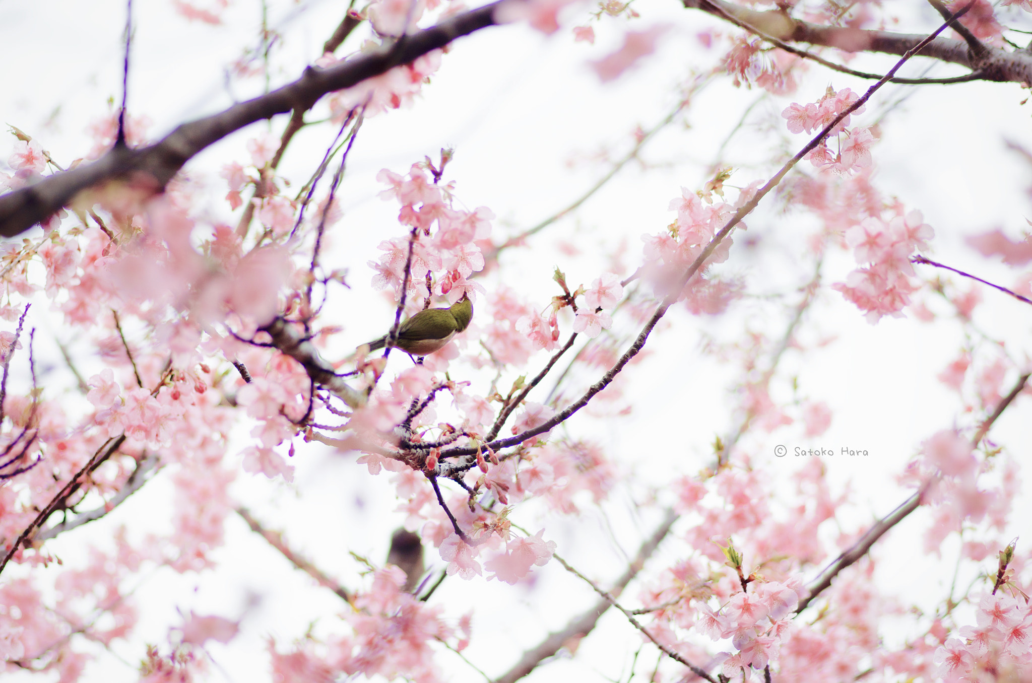 Pentax smc D-FA 100mm F2.8 Macro WR sample photo. Your name ? photography