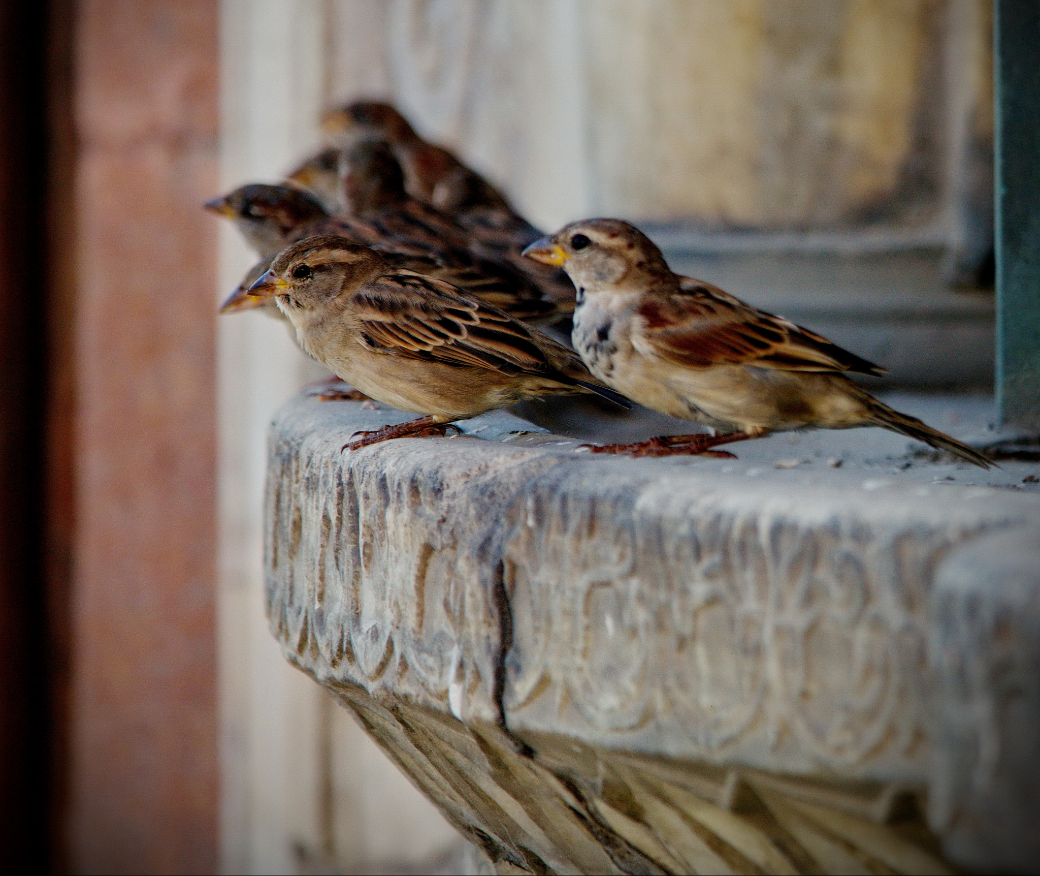 Samsung NX20 sample photo. Sparrows photography