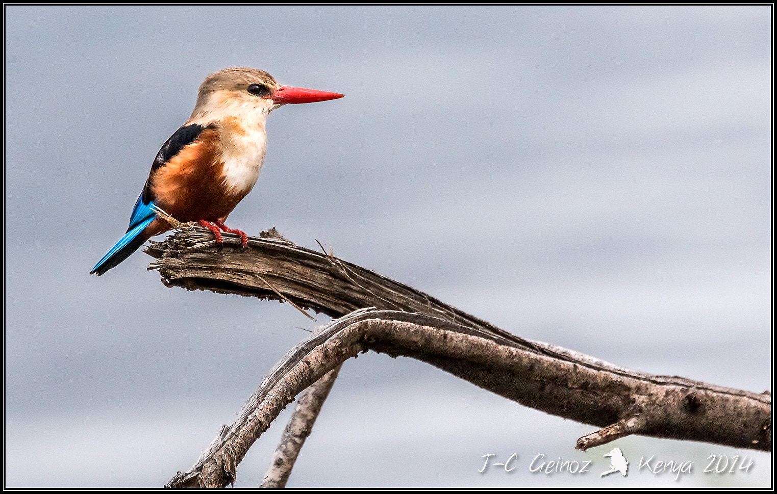 Canon EF 70-300mm F4-5.6L IS USM sample photo. Martin pêcheur à tête grise / grey-headed kingfisher / lac bogoria / kenya photography