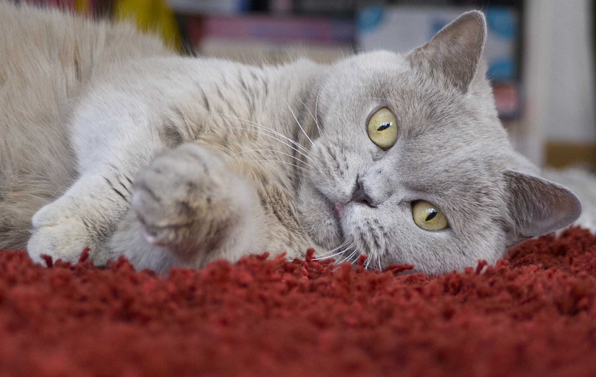 Panasonic Lumix DMC-G2 + Panasonic Lumix G Vario 45-200mm F4-5.6 OIS sample photo. Cat photography