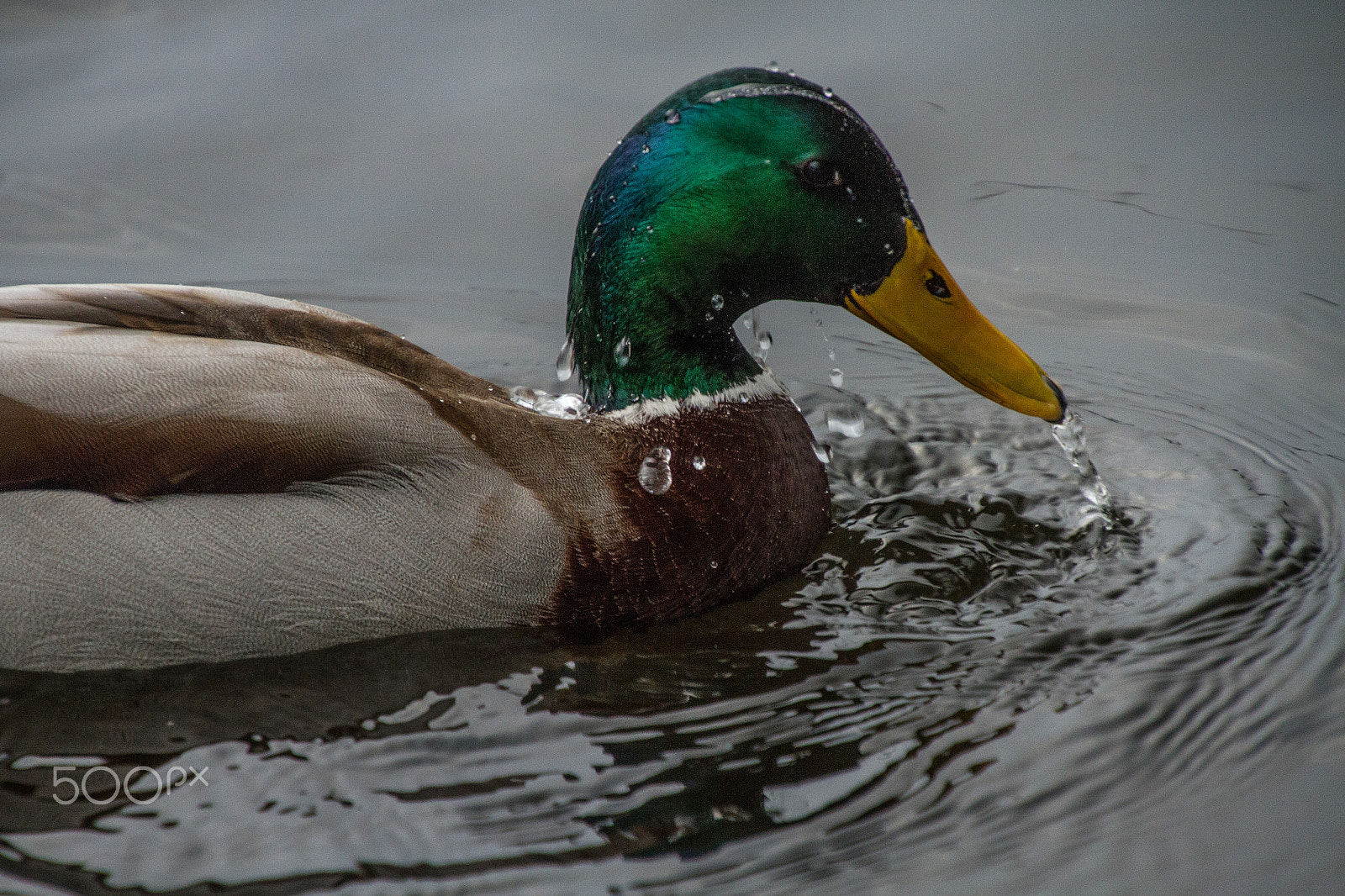 Canon EOS 7D sample photo. Duck takes a shower photography