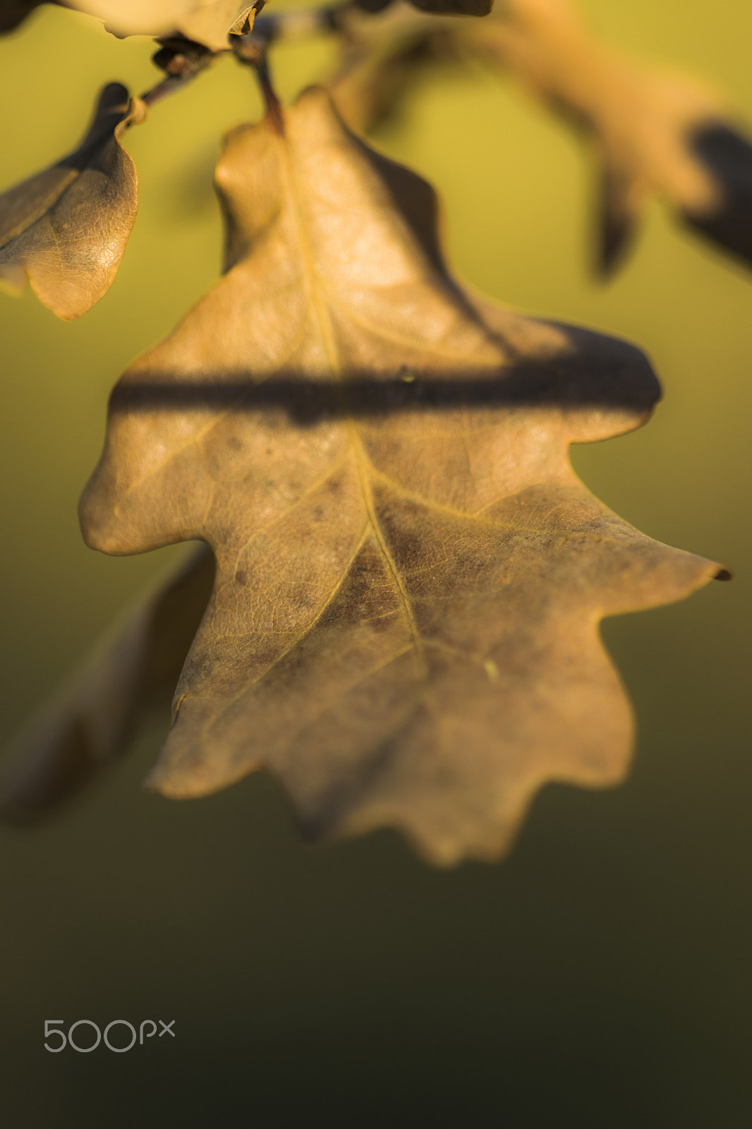 Nikon D3300 + Sigma 150mm F2.8 EX DG Macro HSM sample photo. Sunset on leaf photography