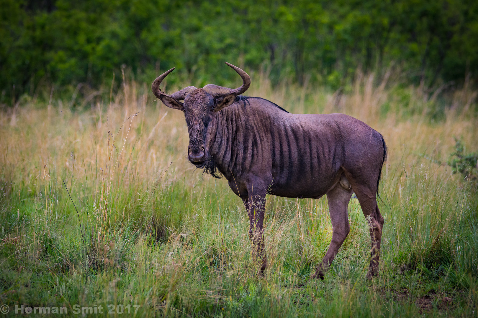 Sigma 150-500mm F5-6.3 DG OS HSM sample photo. Blue wildebeest  photography