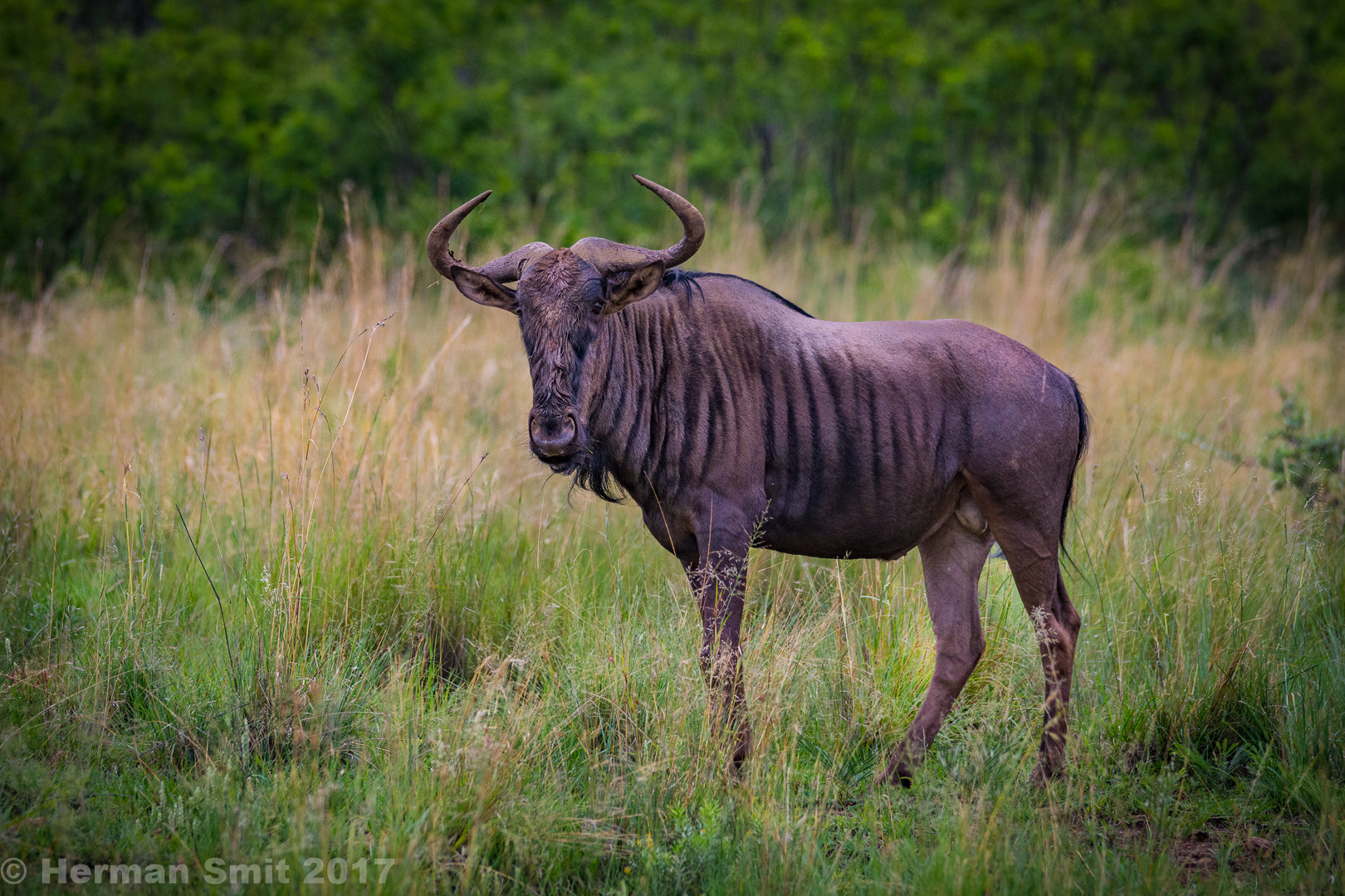 Nikon D7200 + Sigma 150-500mm F5-6.3 DG OS HSM sample photo. Blue wildebeest  photography