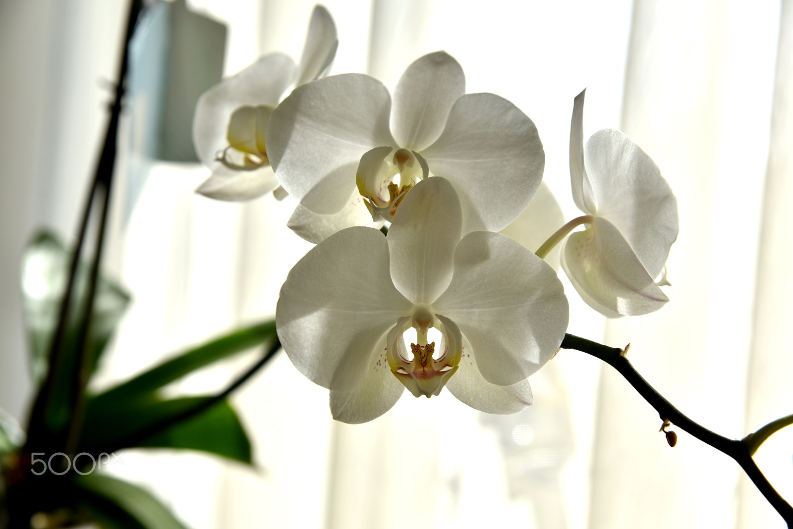 Sigma 24-70mm F2.8 EX DG HSM sample photo. Dsc photography