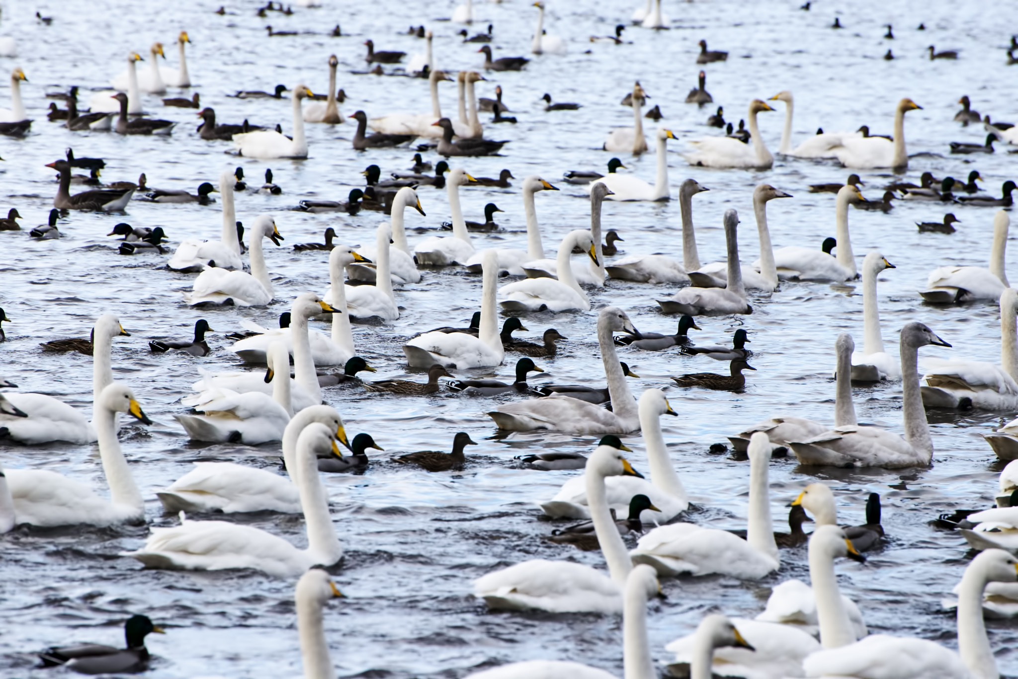 Nikon D600 sample photo. Multitude (1) photography