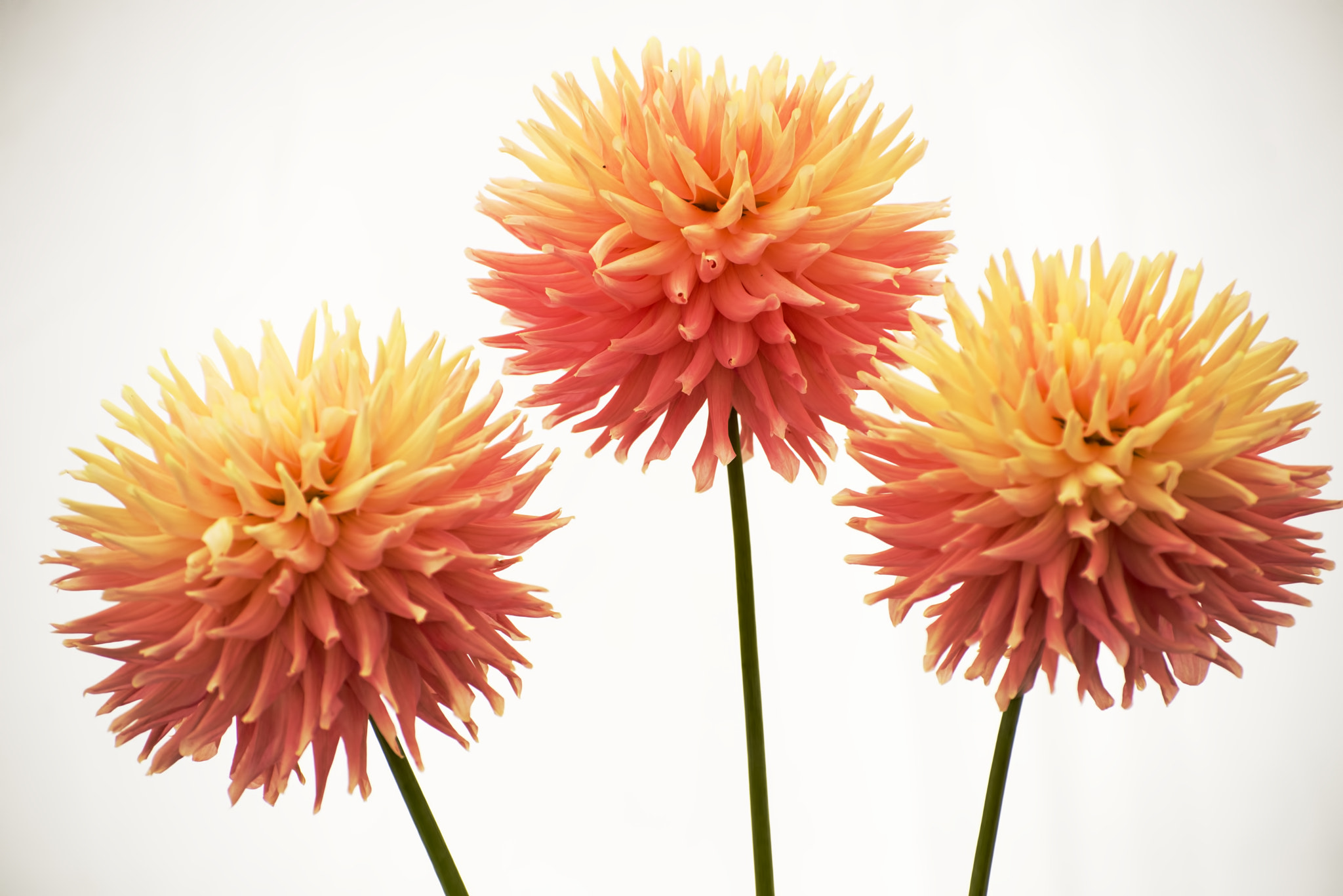 Nikon D600 sample photo. Three beauties (1) photography