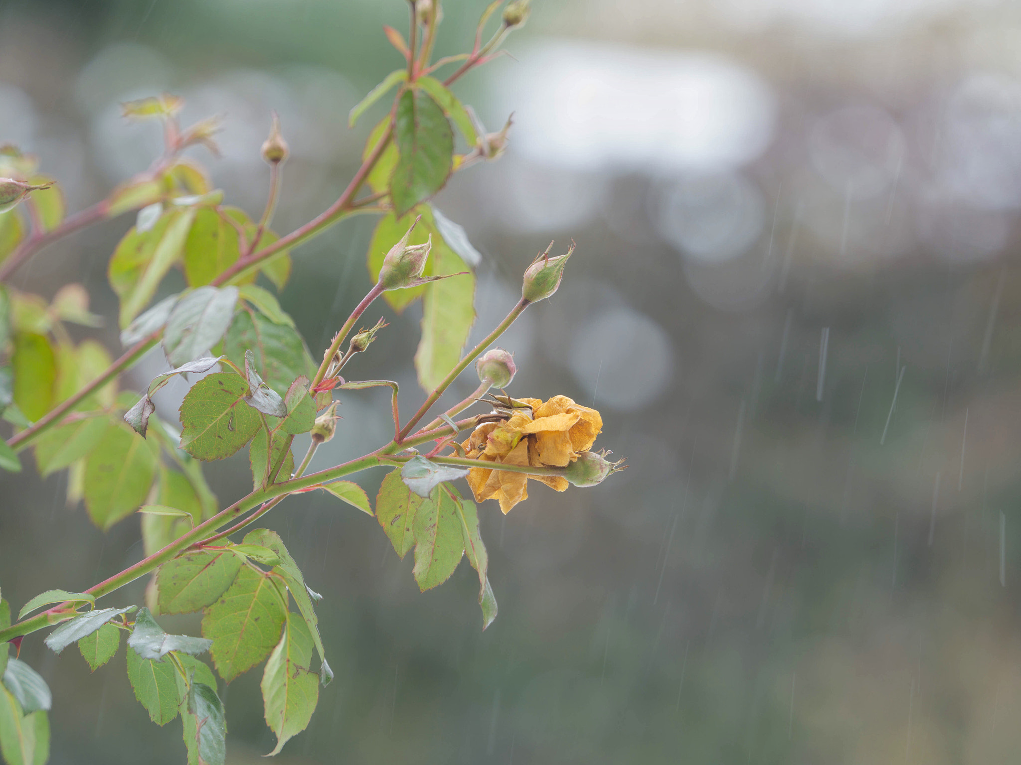Olympus OM-D E-M1 Mark II + Olympus M.Zuiko Digital ED 40-150mm F2.8 Pro sample photo. Weather's still ugly photography
