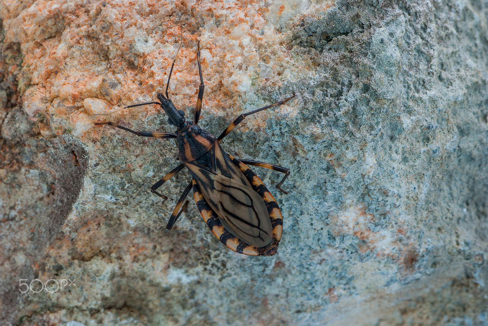 Pentax K10D + smc PENTAX-FA MACRO 100mm F3.5 sample photo. Kissing bug photography