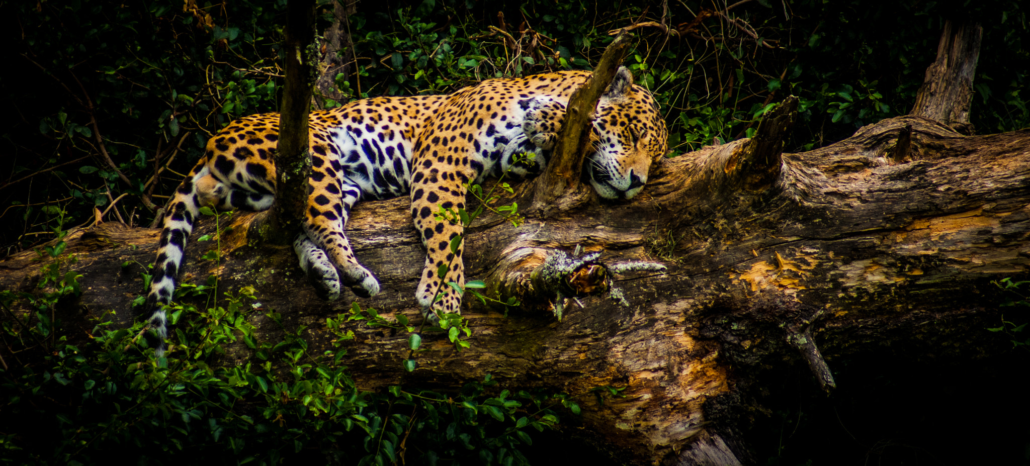 Sony 75-300mm F4.5-5.6 sample photo. Sleeping beauty; photography