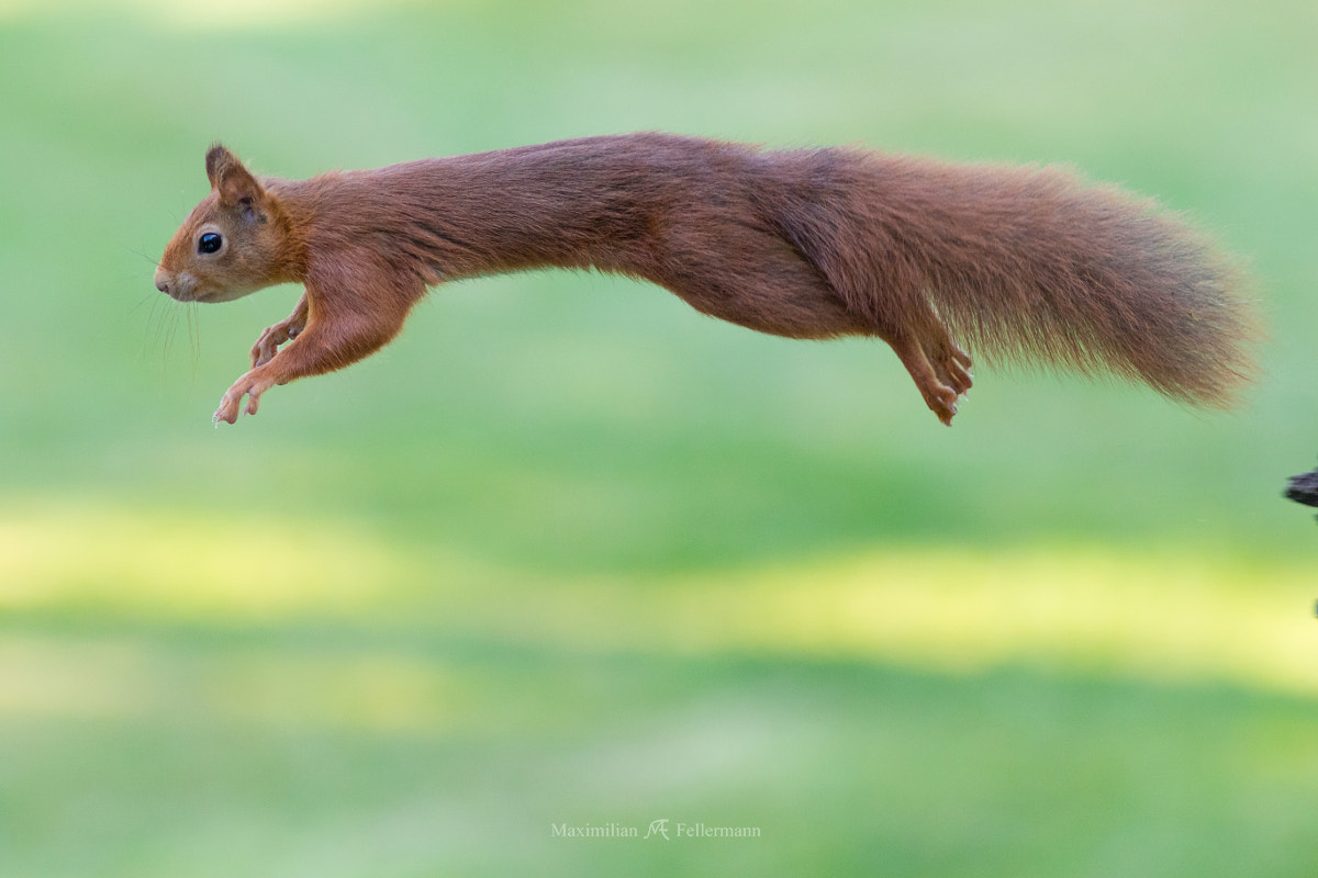 Canon EF 300mm F4L IS USM sample photo. From branch to branch photography