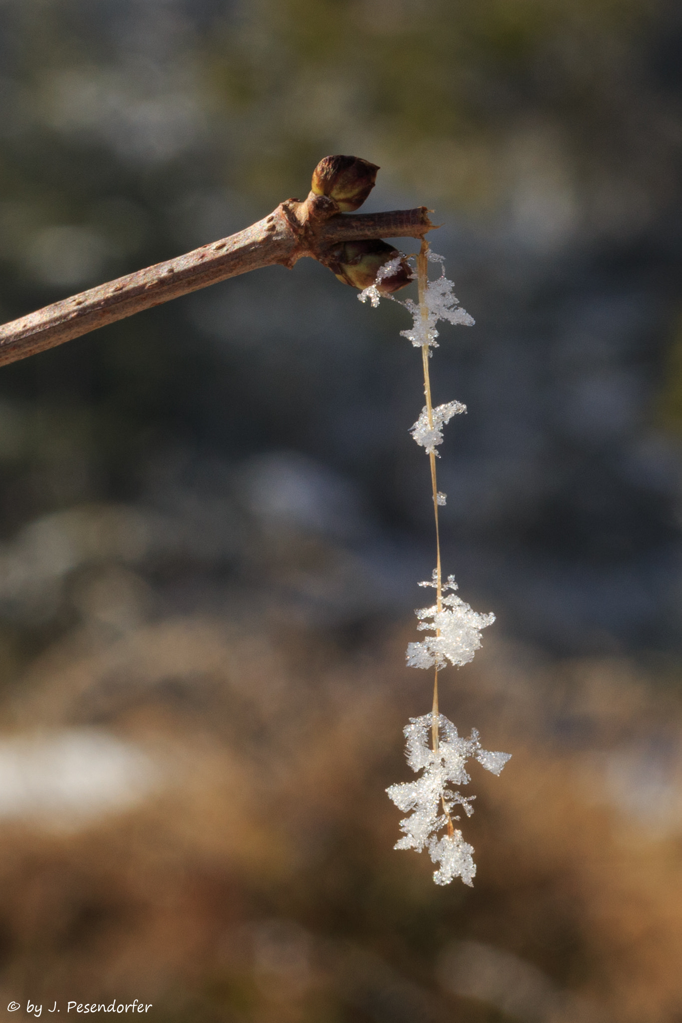 Sigma 105mm F2.8 EX DG OS HSM sample photo. Hoarfrost photography