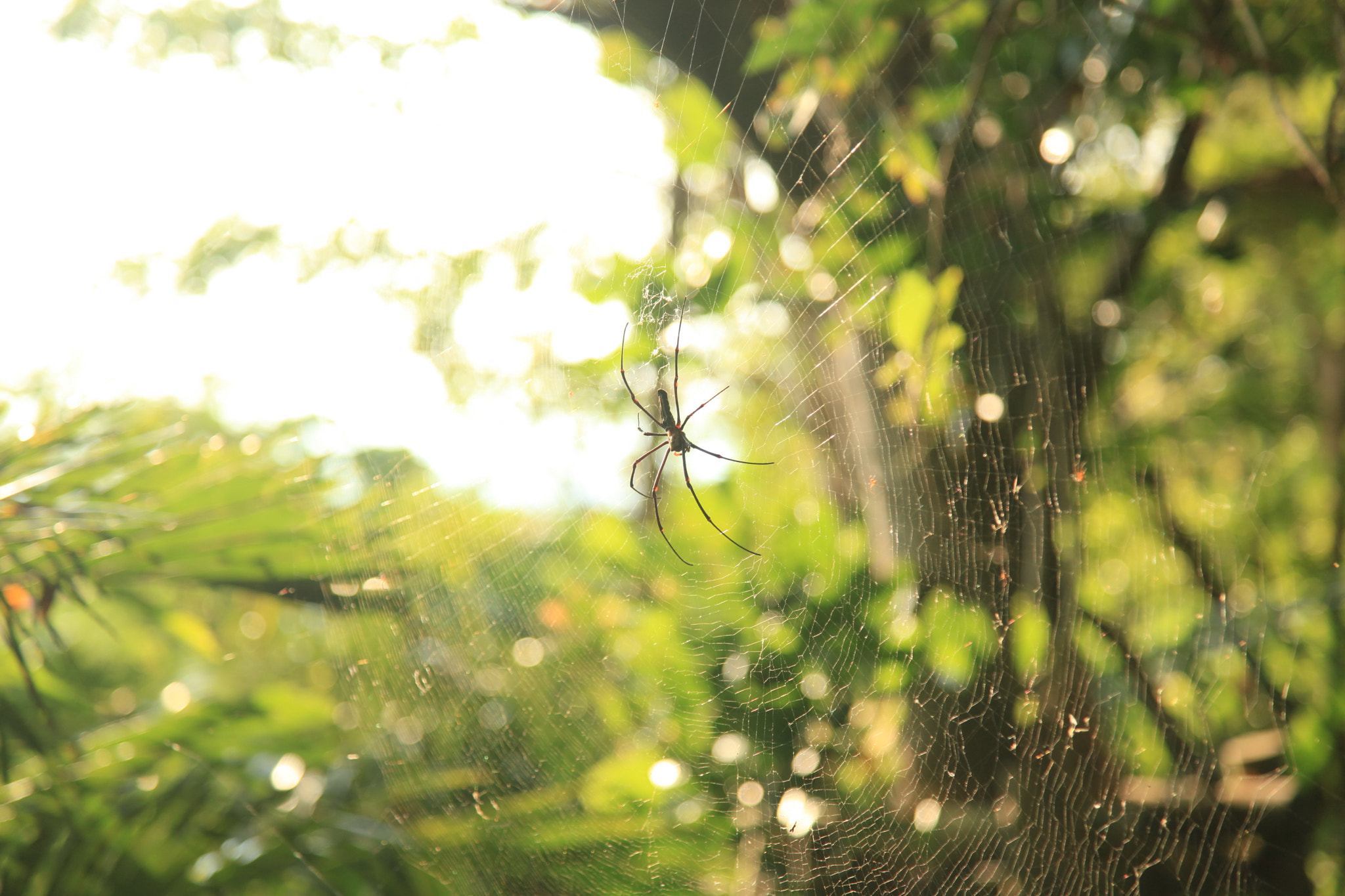 Canon EOS 5D Mark II + Canon EF 35-135mm f/3.5-4.5 sample photo. Spider net in summer photography