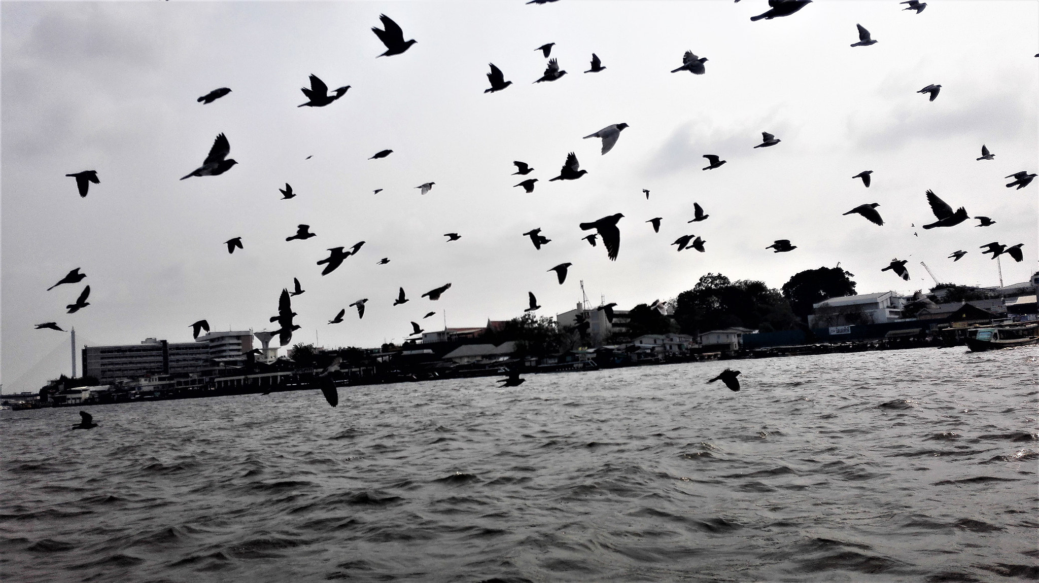 HUAWEI H60-L01 sample photo. Birds above the river in thailand photography
