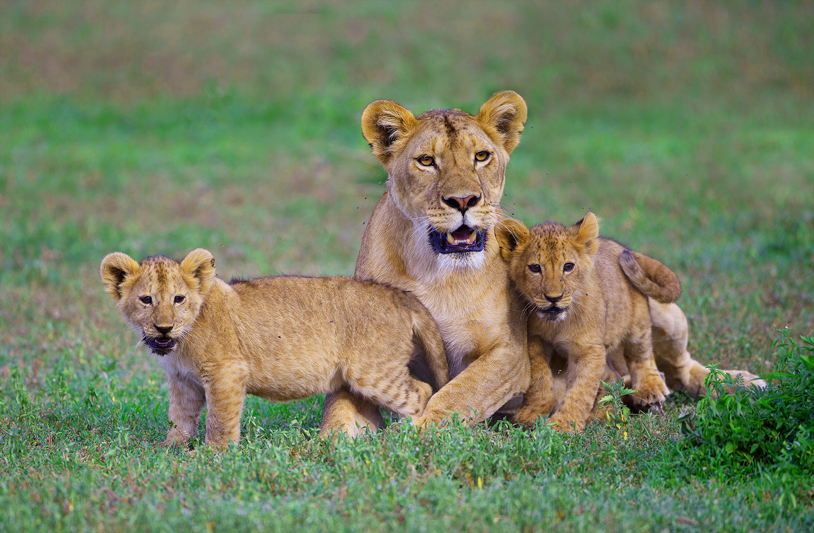 Canon EOS-1D X sample photo. Lioness with cubs photography