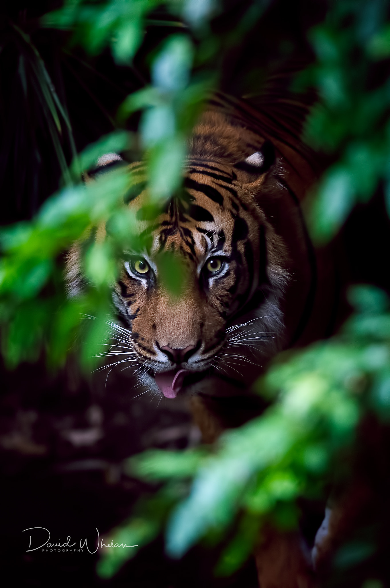 Nikon AF-S Nikkor 400mm F2.8E FL ED VR sample photo. Hunting photography