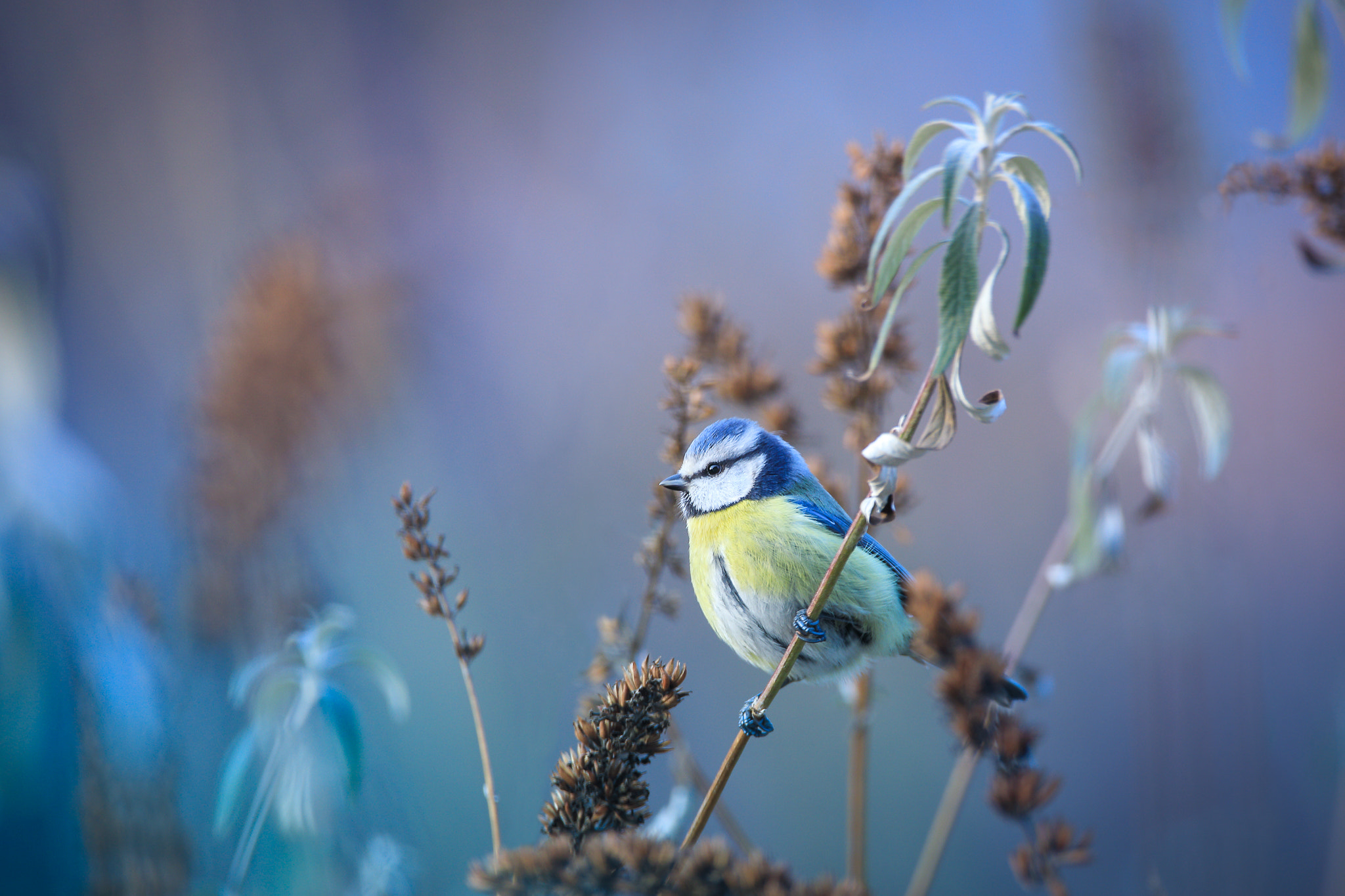 150-600mm F5-6.3 DG OS HSM | Contemporary 015 sample photo. -cyanistes caeruleus- photography