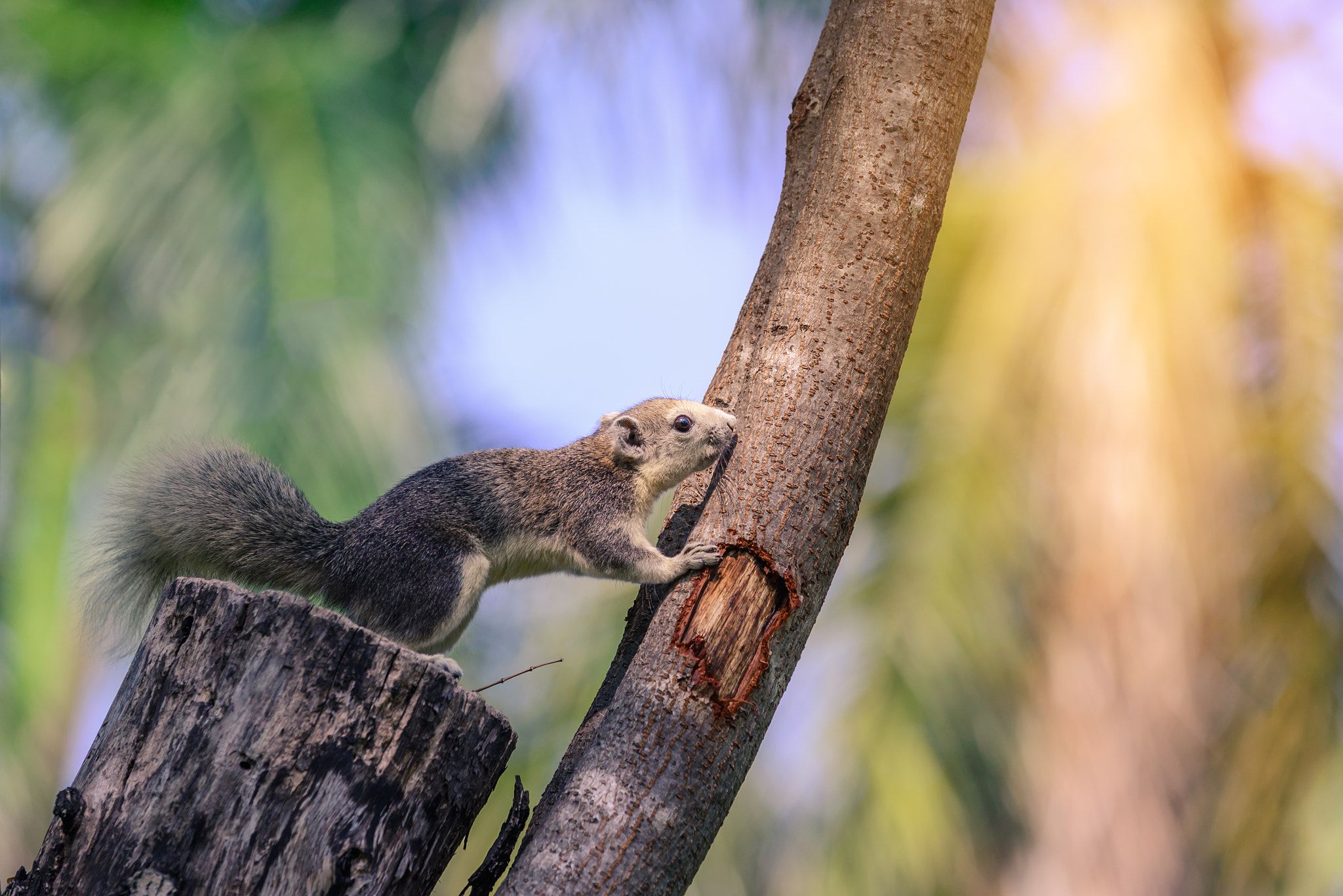 Nikon D610 sample photo. Friendly squirrel on tree in urban garden. photography