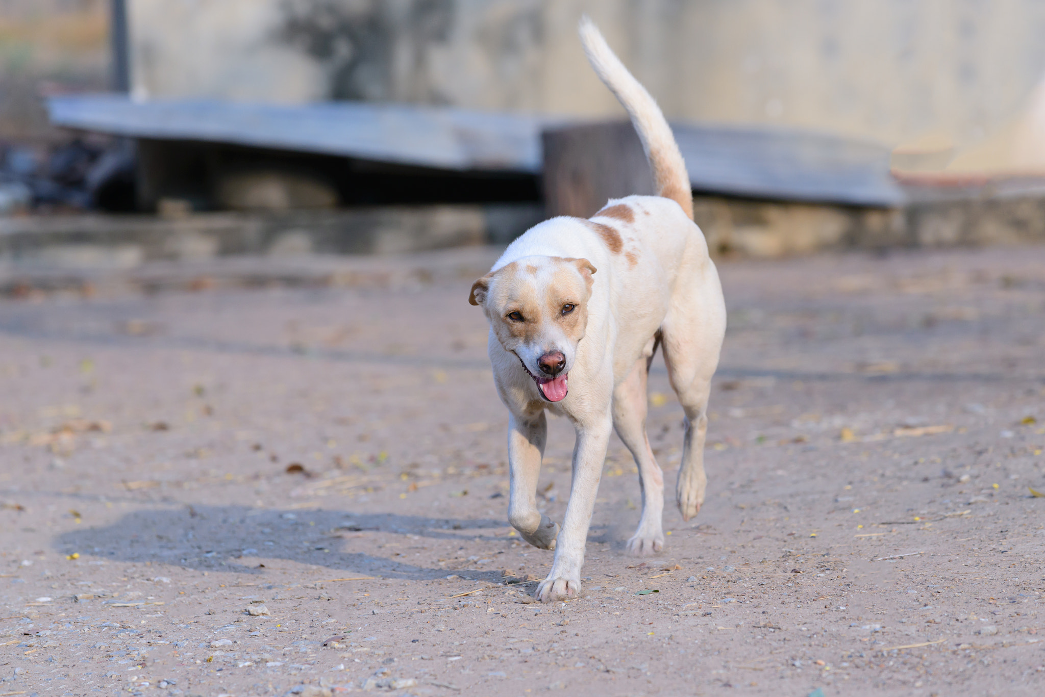 Nikon AF-S Nikkor 70-200mm F4G ED VR sample photo. Happy white dog in countryside. photography