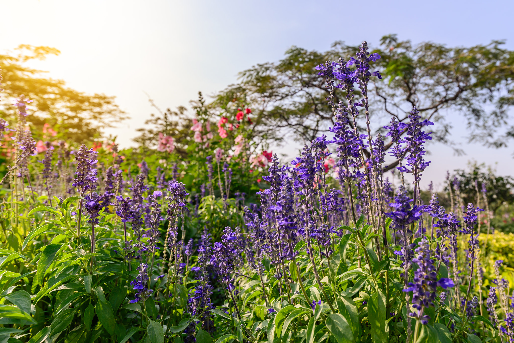 Nikon D610 sample photo. Lavender, beautiful purple flowers with sunlight. photography