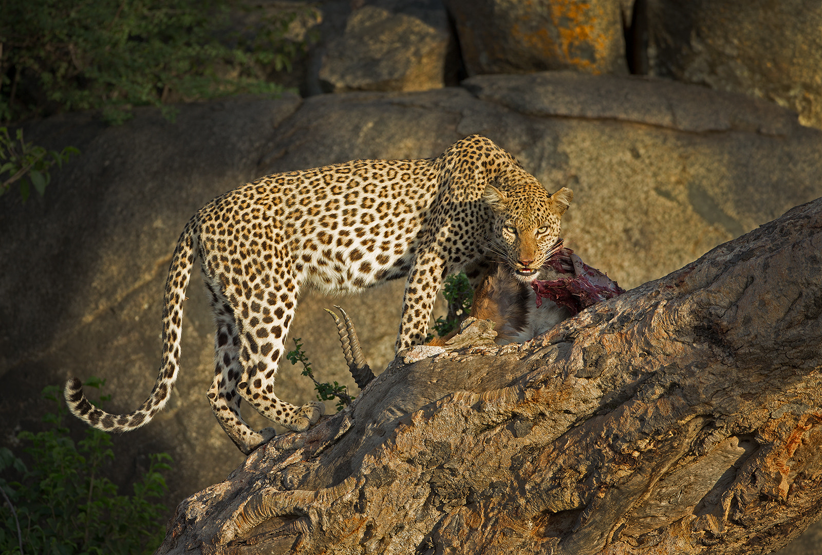 Canon EOS-1D X + Canon EF 500mm F4L IS USM sample photo. Leopard with its kill photography