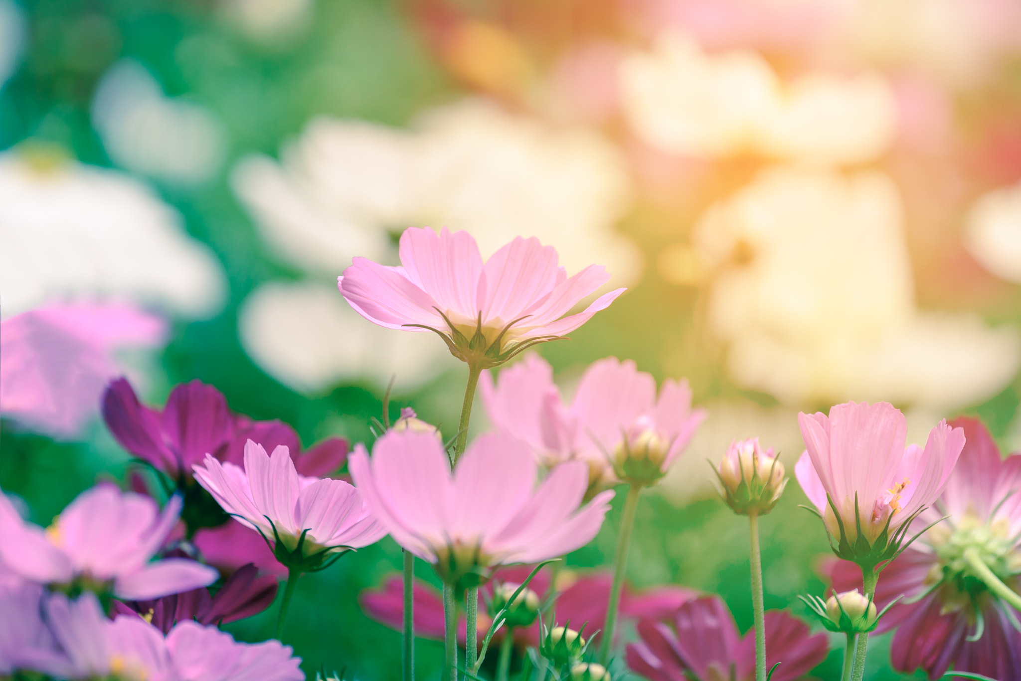 Nikon D610 sample photo. Beautiful pink flowers with sunlight in summer. photography