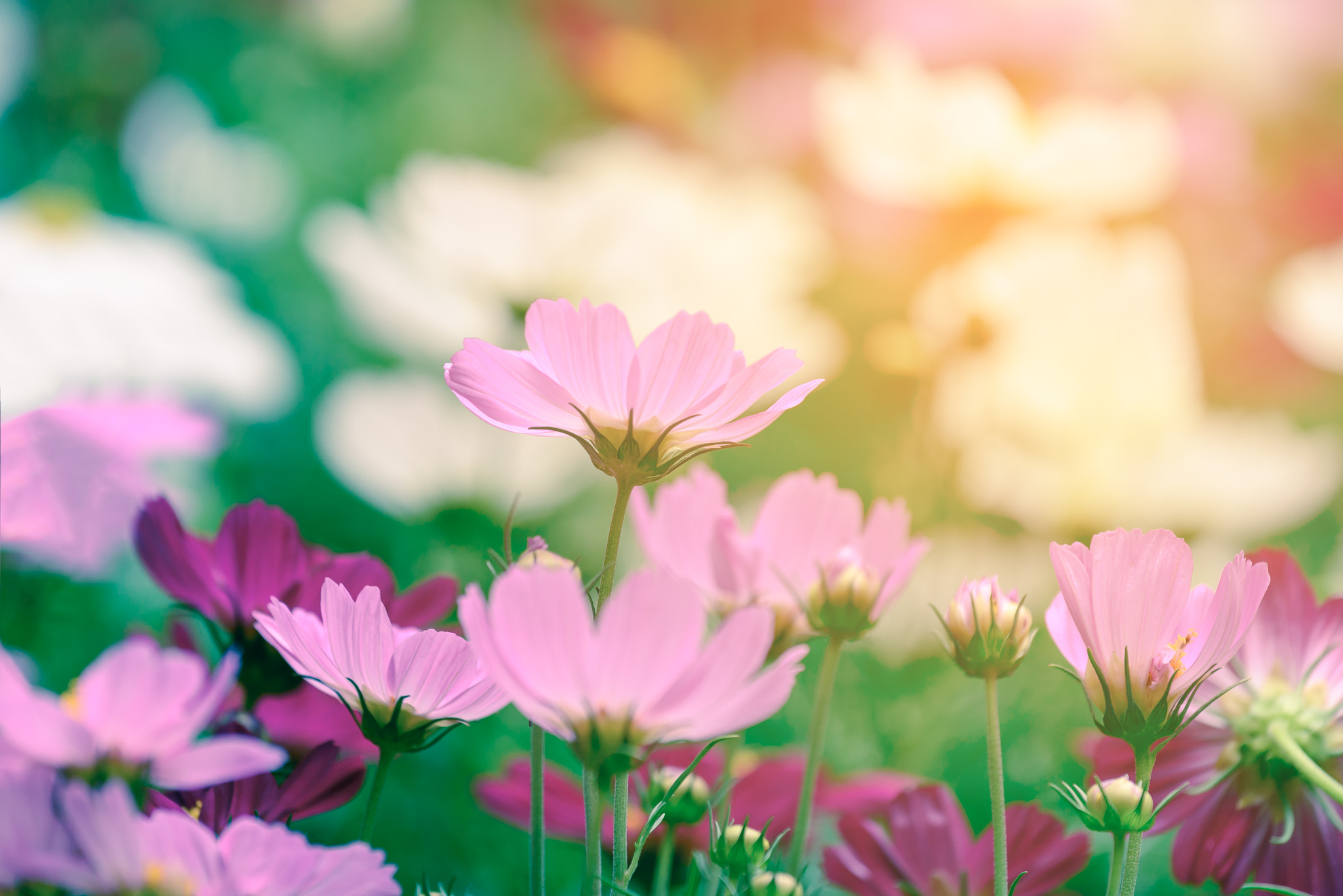 Nikon AF-S Nikkor 70-200mm F4G ED VR sample photo. Beautiful pink flowers with sunlight in summer. photography