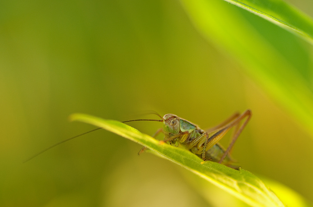 Pentax K10D + Tamron SP AF 90mm F2.8 Di Macro sample photo