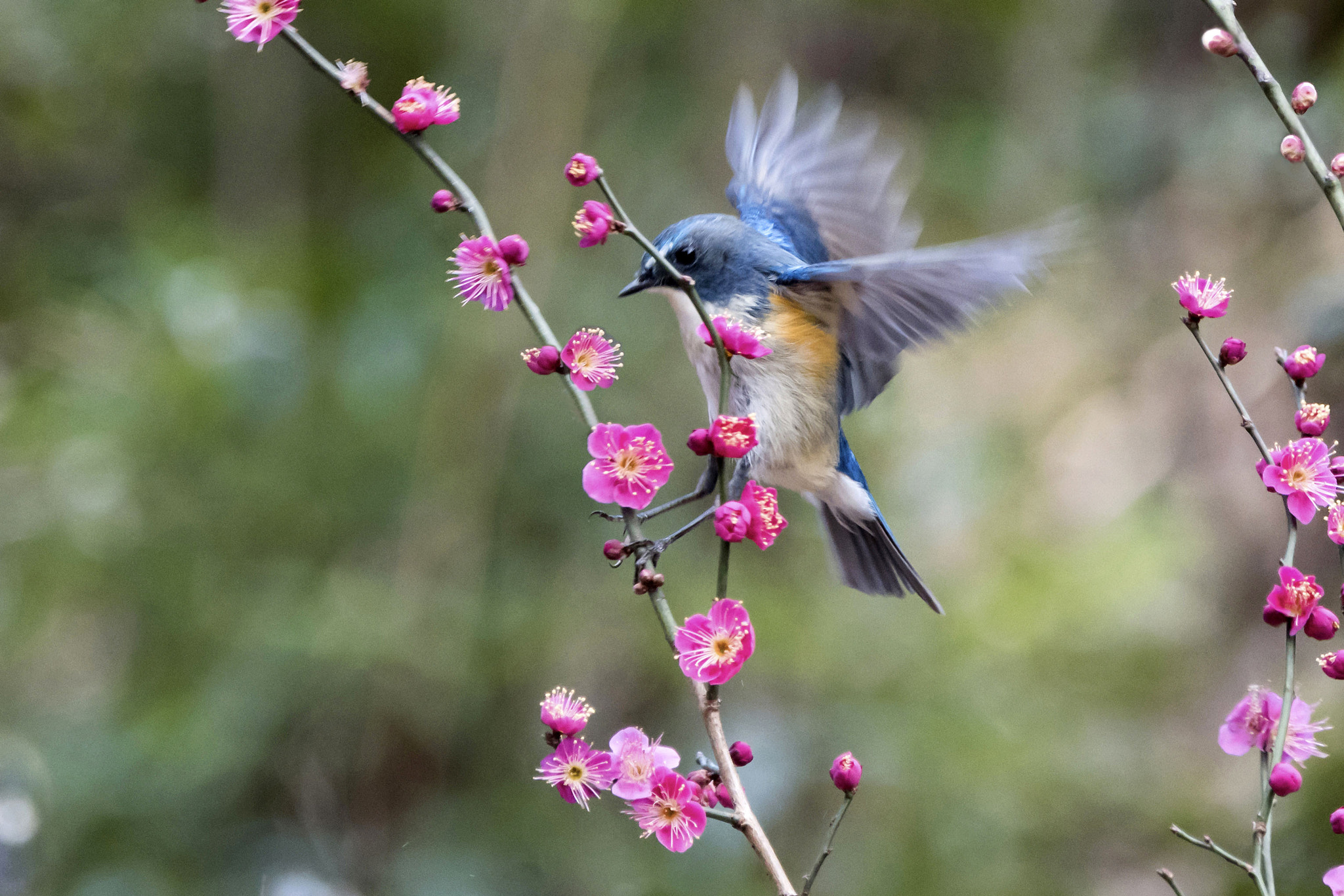 Nikon D500 sample photo. Tarsiger cyanurus photography