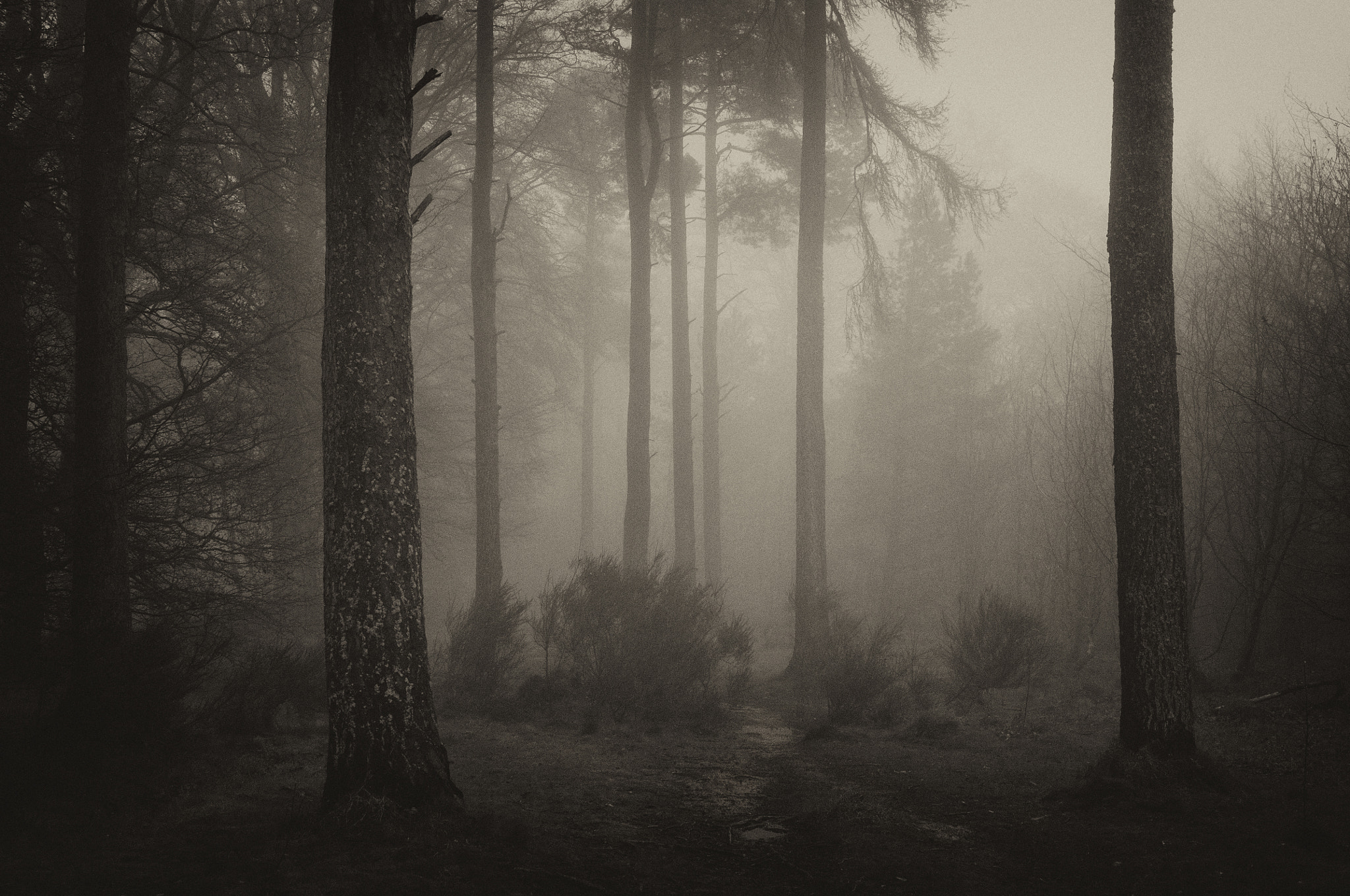 Nikon D300 sample photo. Murky morning in the woods photography