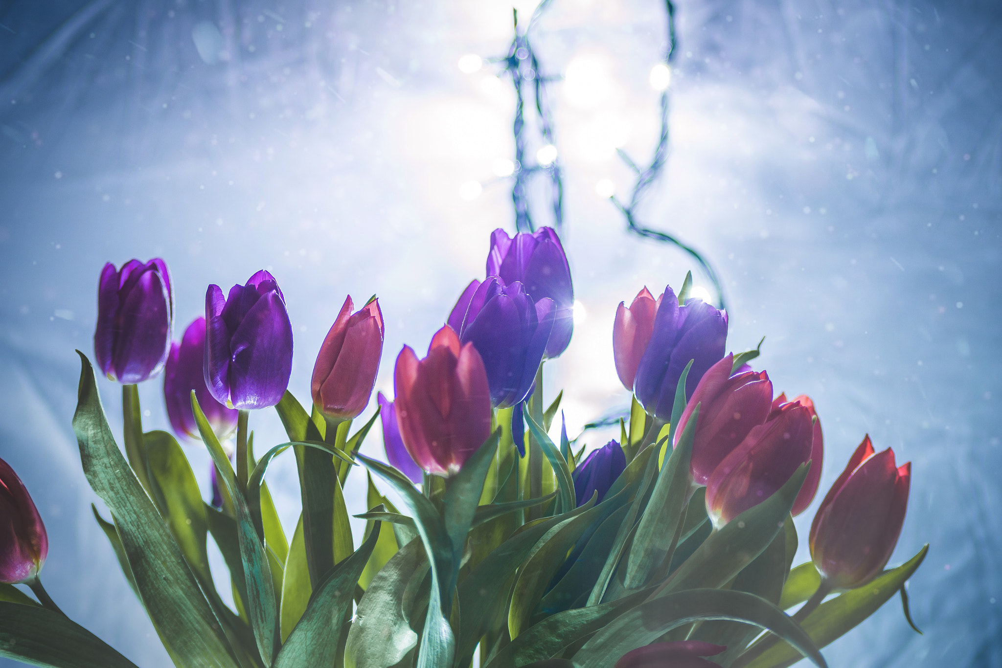 Nikon D7200 sample photo. Tulips photography