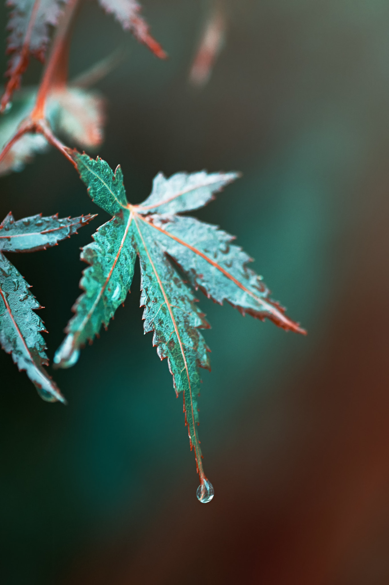 Nikon D7200 sample photo. Drop photography