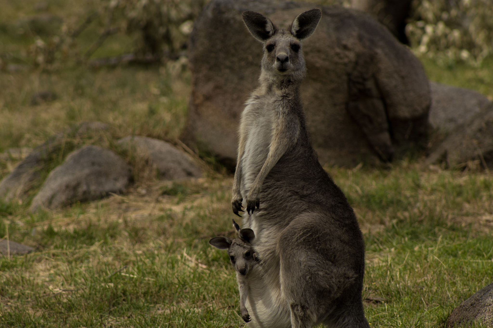 EF75-300mm f/4-5.6 sample photo. Kangaroo mamacita photography