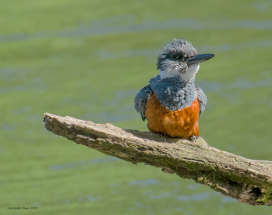 Nikon D7000 + Sigma 50-500mm F4.5-6.3 DG OS HSM sample photo. Ringed kingfisher photography