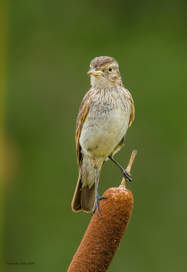 Sigma 50-500mm F4.5-6.3 DG OS HSM sample photo. Spectacled tyrant photography