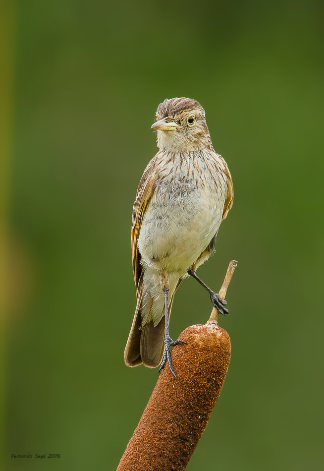 Nikon D7000 + Sigma 50-500mm F4.5-6.3 DG OS HSM sample photo. Spectacled tyrant photography