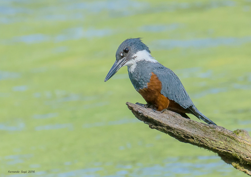 Nikon D7000 + Sigma 50-500mm F4.5-6.3 DG OS HSM sample photo. Ringed kingfisher photography