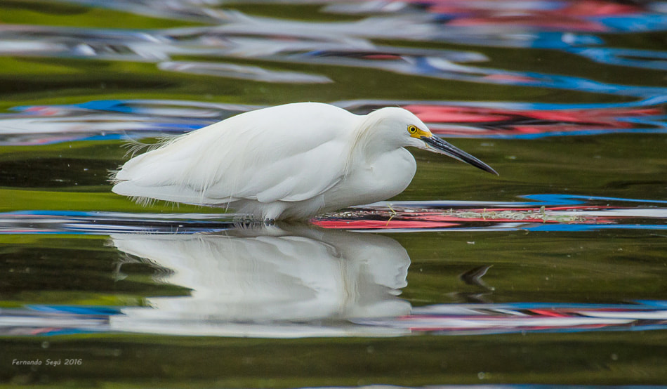 Sigma 50-500mm F4.5-6.3 DG OS HSM sample photo. Snowy egret photography