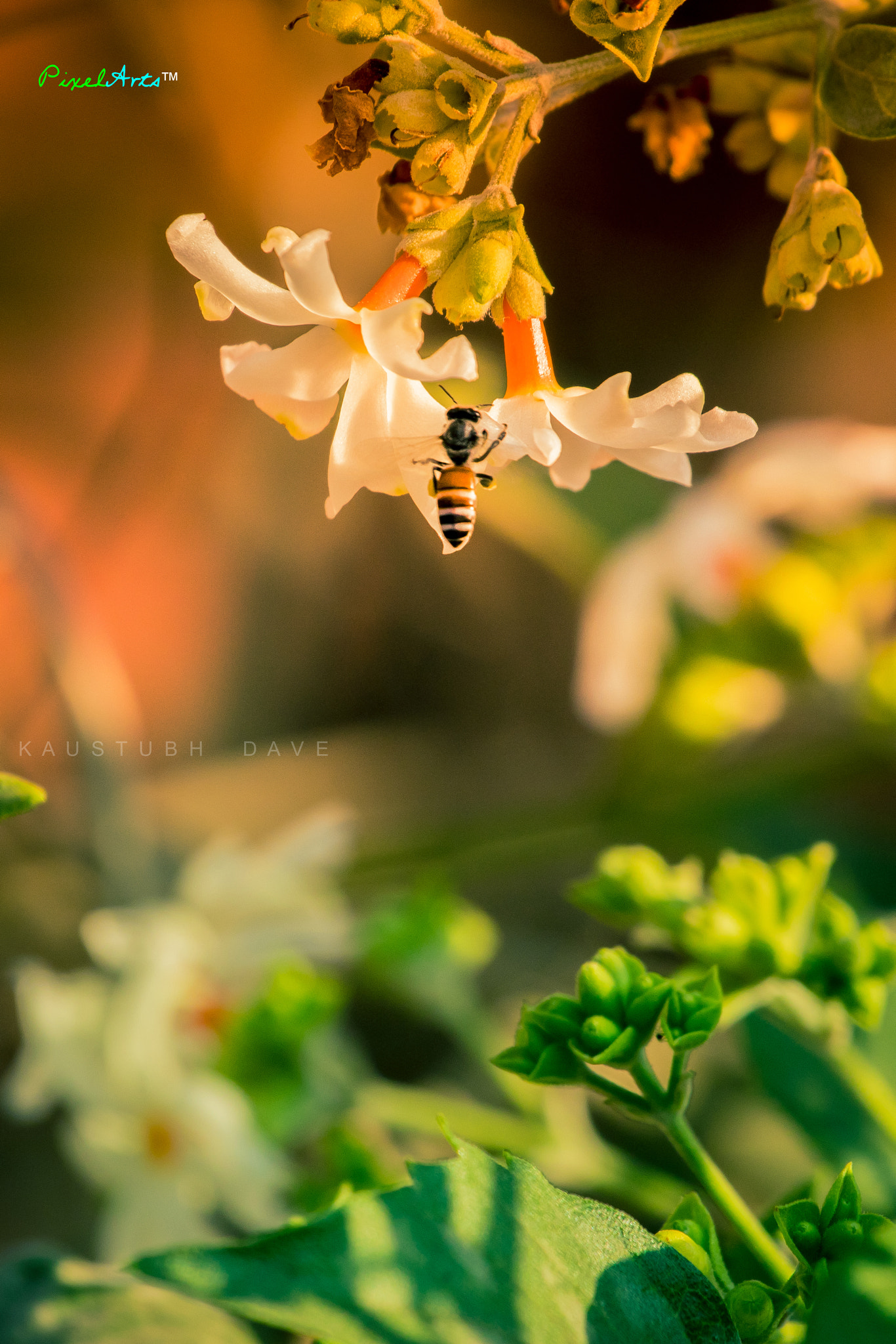 Canon EOS 80D + Canon EF 70-200mm F4L USM sample photo. "tricolor of nature" photography